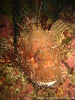 Cliquez ici pour voir l'image (Estartit2005-Plongee-107.JPG)